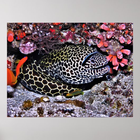Moray en Friends Poster (Voorkant)