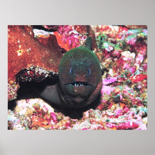 Moray Portrait Poster (Voorkant)