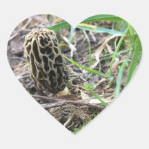 Morchella esculenta, Black Morel, Morel Mushroom