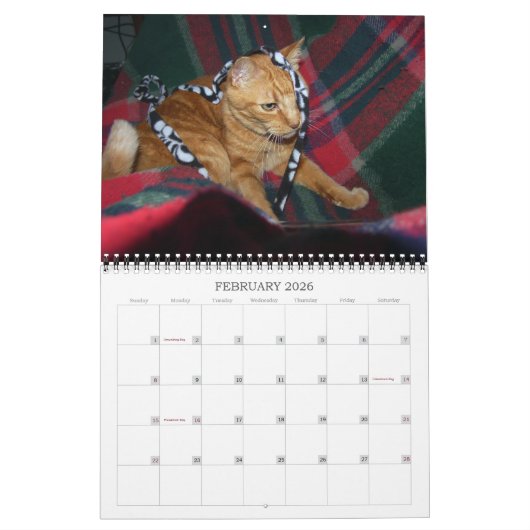 Mordi, Basil & Amis Calendrier Chat 2024 (Feb 2026)