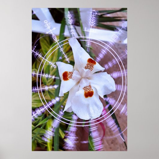 moreia branca poster (Voorkant)