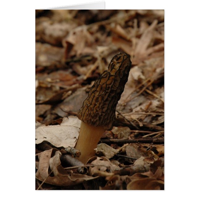 Morel (Devant)