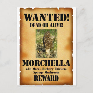 Morel - Gezocht Poster Briefkaart