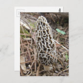 Morel Mushroom briefkaart (Voorkant / Achterkant)