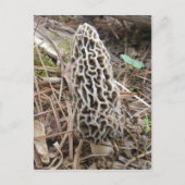 Morel Mushroom briefkaart (Voorkant)