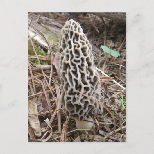 Morel Mushroom briefkaart (Voorkant)
