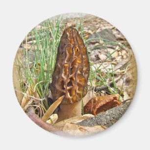 Morel Mushroom Magneet