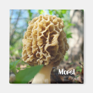 Morel Mushroom Magnet Magneet