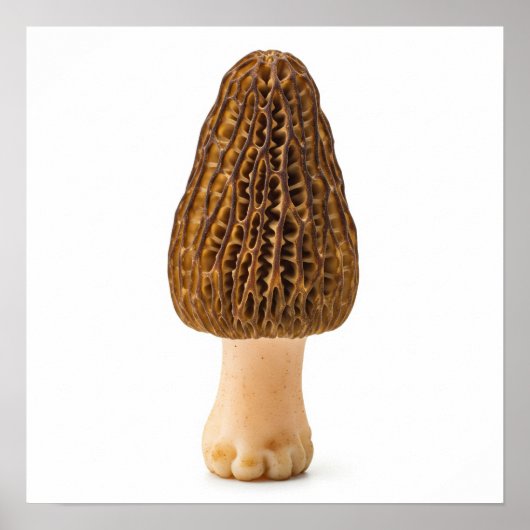 Morel Mushroom Poster (Voorkant)