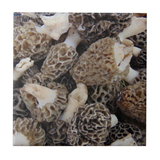 Morel Mushrooms Tegeltje (Voorkant)