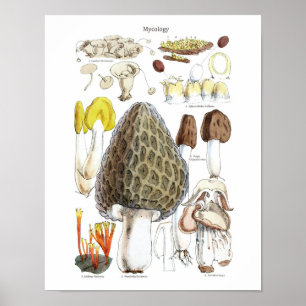 Morel Paddenstoelen Poster