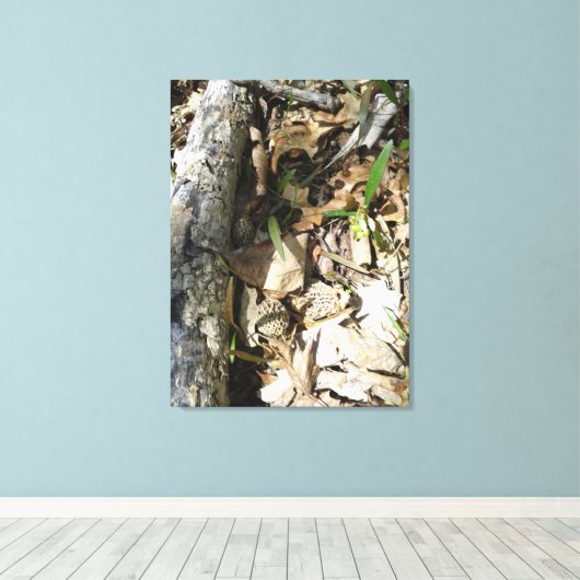 Morel Patch sur toile (Insitu (Plancher de Bois))