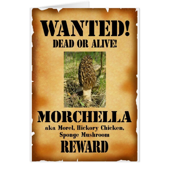 Morel - Poster Recherché (Devant)
