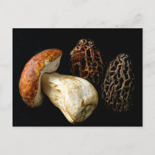 Morels en King Bolete Briefkaart