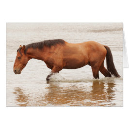 Morende zwemtocht voor een paard