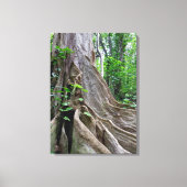 Moreton Bay Fig Tree Roots Canvas Afdruk (Voorkant)