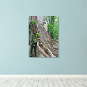 Moreton Bay Fig Tree Roots Canvas Afdruk (Insitu (Houten vloer))