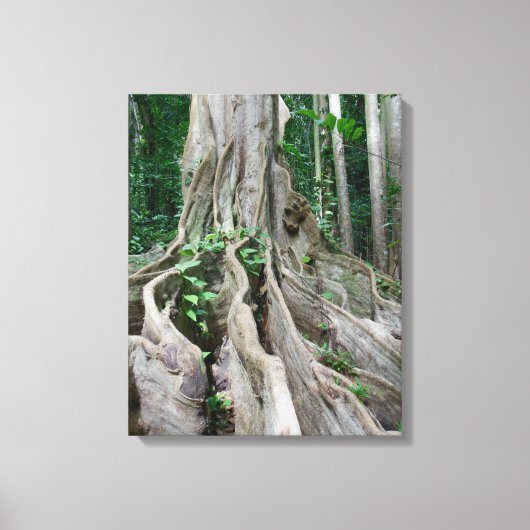 Moreton Bay Fig Tree Roots Canvas Afdruk (Voorkant)
