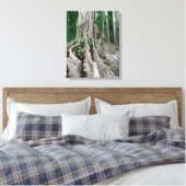 Moreton Bay Fig Tree Roots Canvas Afdruk (Insitu (Slaapkamer))