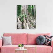 Moreton Bay Fig Tree Roots Canvas Afdruk (Insitu (Woonkamer))