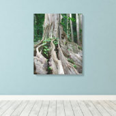 Moreton Bay Fig Tree Roots Canvas Afdruk (Insitu (Houten vloer))