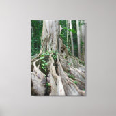 Moreton Bay Fig Tree Roots Canvas Afdruk (Voorkant)