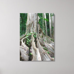 Moreton Bay Fig Tree Roots Canvas Afdruk