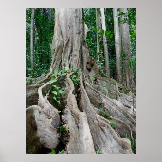 Moreton Bay Fig Tree Roots Poster (Voorkant)