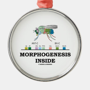 Morfogenese in Drosophila Fruit Fly Genes Metalen Ornament