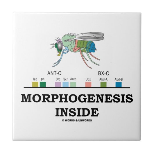 Morfogenese in Drosophila Fruit Fly Genes Tegeltje (Voorkant)