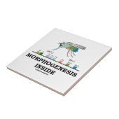 Morfogenese in Drosophila Fruit Fly Genes Tegeltje (Zijkant)