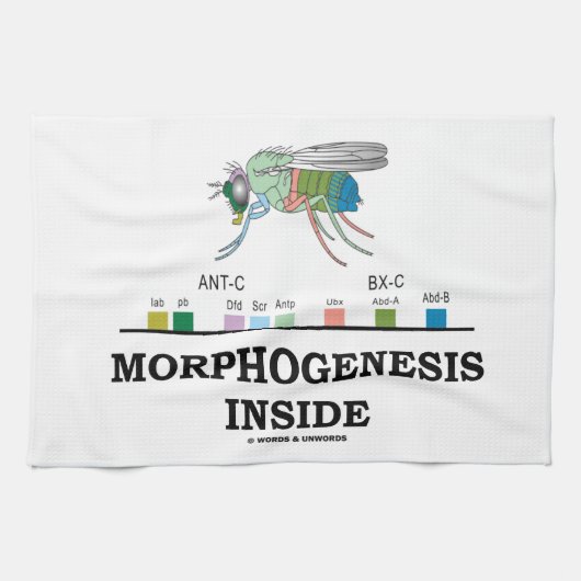 Morfogenese in Drosophila Fruit Fly Genes Theedoek (Horizontaal)