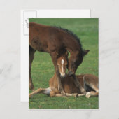 Morgan Foals Play Briefkaart (Voorkant / Achterkant)