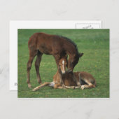 Morgan Foals Play Briefkaart (Voorkant / Achterkant)