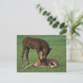 Morgan Foals Play Briefkaart (Staand voorkant)