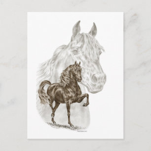 Morgan Horse Art Briefkaart