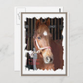 Morgan Horse Happy Briefkaart (Voorkant / Achterkant)