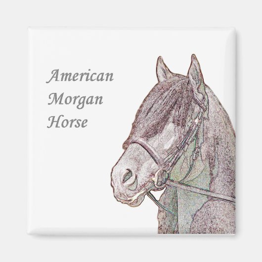 Morgan Horse Magnet Magneet (Voorkant)