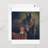 Morgan Mare en Foal Briefkaart (Voorkant / Achterkant)