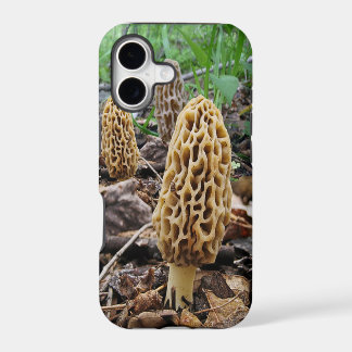 Morilles