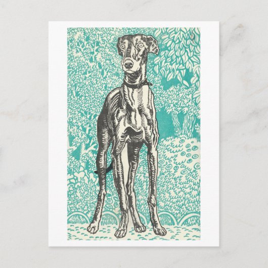 Moriz Jung Greyhound Imprimer carte postale (Devant)