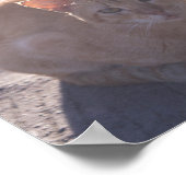 Morning Cat Poster (Hoek)