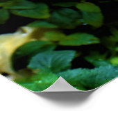 Morning Dew, affiche (Coin)