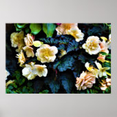 Morning Dew, affiche (Devant)