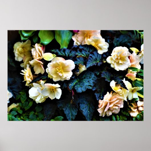 Morning Dew, affiche (Devant)