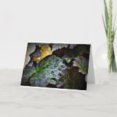 Morning Dew, carte (Devant)