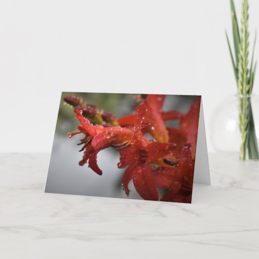 Morning Dew, carte (Devant)