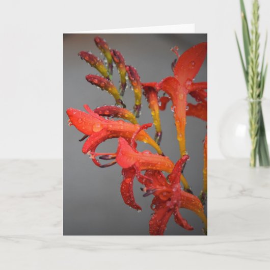 Morning Dew, carte (Devant)