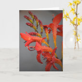 Morning Dew, carte (Fleur jaune)