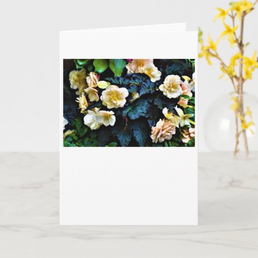 Morning Dew, carte (Fleur jaune)